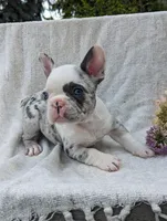 Lexi, a female French Bulldog for sale in Newville, PA – Photo 1 of 3