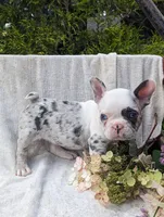 Lexi, a female French Bulldog for sale in Newville, PA – Photo 3 of 3