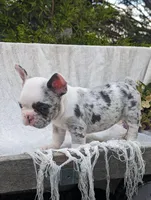 Lexi, a female French Bulldog for sale in Newville, PA – Photo 2 of 3