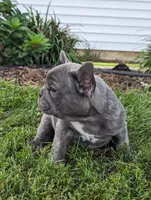 Tracy, a female French Bulldog for sale in Newville, PA – 2 of 3