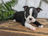 Daisy mae, a female Boston Terrier for sale in Newville, PA – 3 of 3