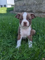 Badger, a female Boston Terrier for sale in Newville, PA – 2 of 3