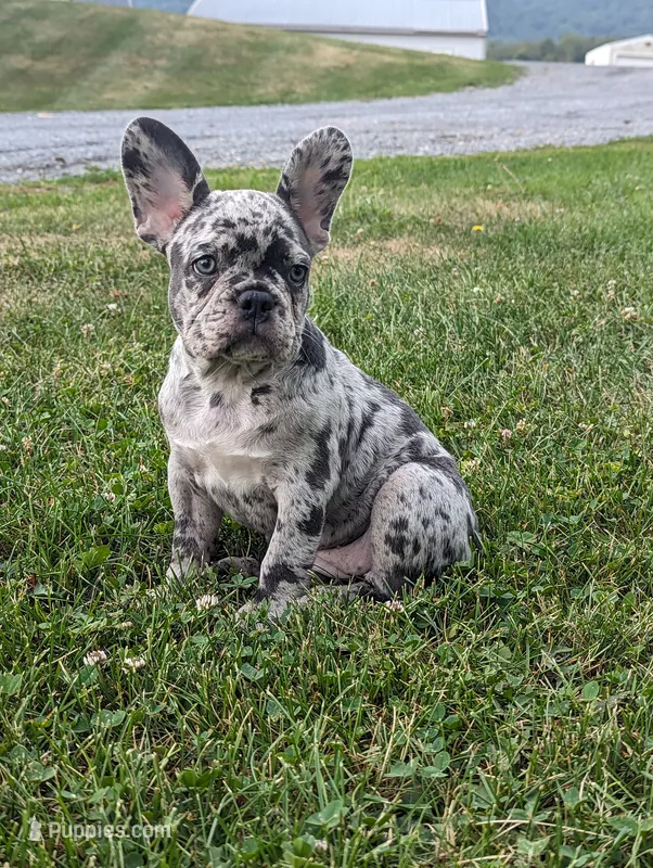 Norma – French Bulldog puppy for sale in Newville, PA