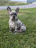 Norma, a female French Bulldog for sale in Newville, PA – 1 of 3