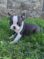 Bridget, a female Boston Terrier for sale in Newville, PA – 2 of 3