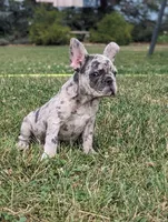 Macy, a female French Bulldog for sale in Newville, PA – 3 of 3