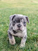 Sidney, a male French Bulldog for sale in Newville, PA – 1 of 3