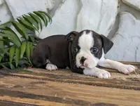 Winston, a male Boston Terrier for sale in Newville, PA – 2 of 3