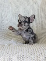 Nate, a male French Bulldog for sale in Newville, PA – Photo 1 of 3