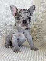 Nate, a male French Bulldog for sale in Newville, PA – Photo 3 of 3