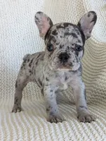 Nate, a male French Bulldog for sale in Newville, PA – Photo 2 of 3