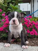 Fletcher, a male Boston Terrier for sale in Newville, PA – Photo 1 of 3