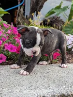Fletcher, a male Boston Terrier for sale in Newville, PA – Photo 3 of 3