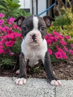 Fletcher, a male Boston Terrier for sale in Newville, PA – Photo 2 of 3
