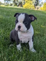Heidi, a female Boston Terrier for sale in Newville, PA – 3 of 3