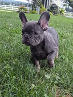 Sparkle, a female French Bulldog for sale in Newville, PA – 3 of 3