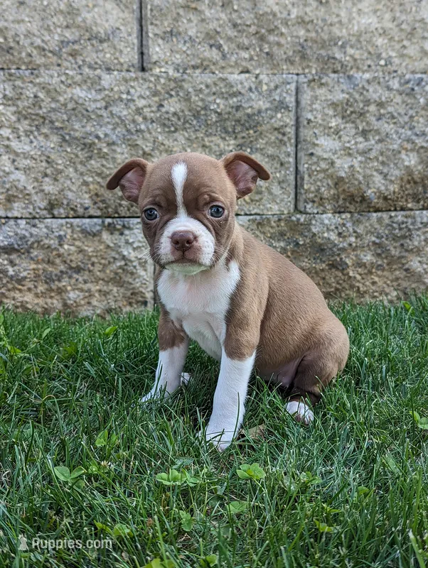 Bailey – Boston Terrier puppy for sale in Newville, PA