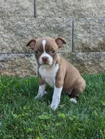 Bailey, a female Boston Terrier for sale in Newville, PA – 1 of 3