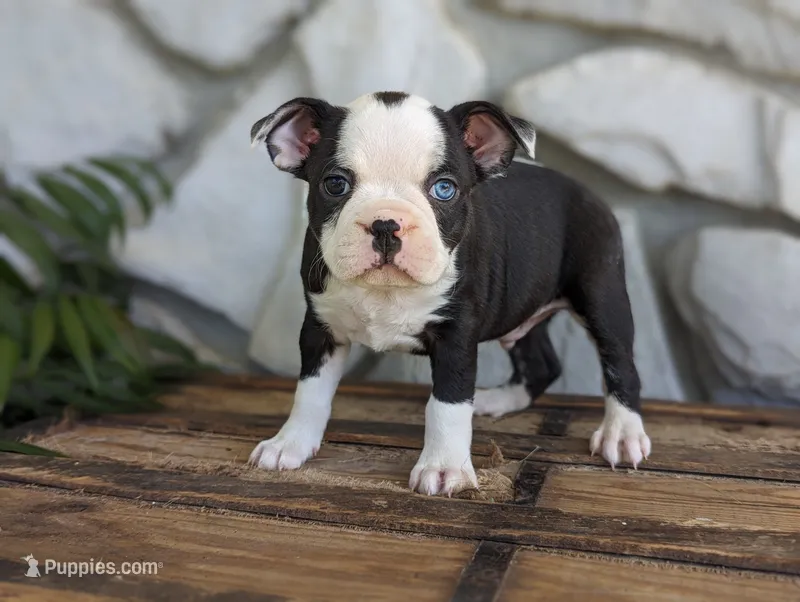 Bear – Boston Terrier puppy for sale in Newville, PA
