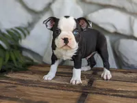 Bear, a male Boston Terrier for sale in Newville, PA – 1 of 3