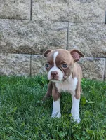 Bailey, a female Boston Terrier for sale in Newville, PA – 3 of 3