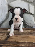 Cassie, a female Boston Terrier for sale in Newville, PA – 2 of 3