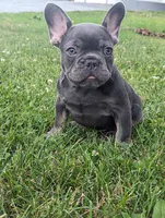 Sandy, a male French Bulldog for sale in Newville, PA – 2 of 3
