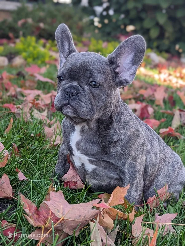 Tracy – French Bulldog puppy for sale in Newville, PA