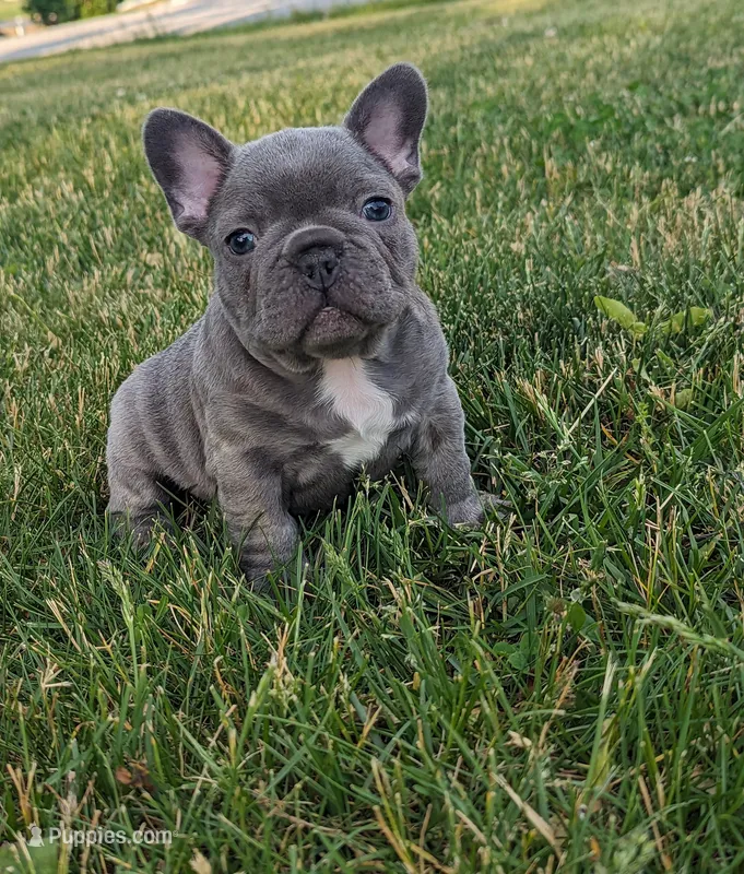 Tyler, a male French Bulldog for sale in Newville, PA – 1 of 3