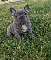 Tyler, a male French Bulldog for sale in Newville, PA – 1 of 3