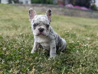 Nancy, a female French Bulldog for sale in Newville, PA – 1 of 3