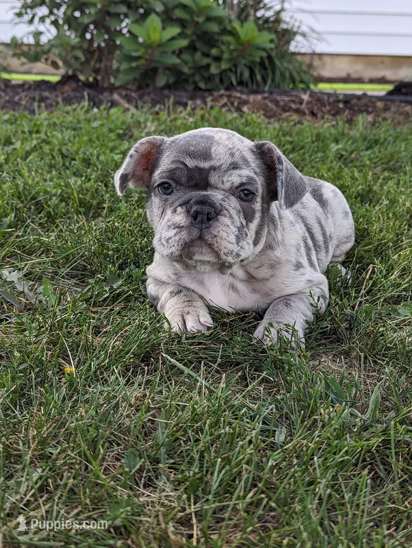 Ty – French Bulldog puppy for sale in Newville, PA