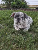 Ty, a male French Bulldog for sale in Newville, PA – 1 of 3