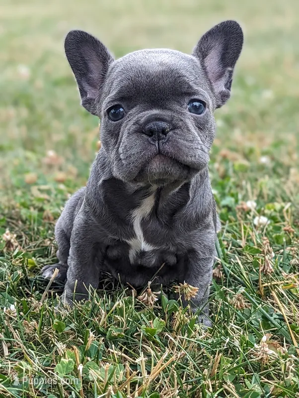 Noelle – French Bulldog puppy for sale in Newville, PA