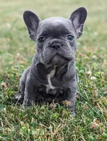 Noelle, a female French Bulldog for sale in Newville, PA – 1 of 3