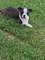 Winston, a male Boston Terrier for sale in Newville, PA – 2 of 3