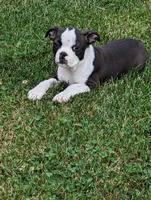 Winston, a male Boston Terrier for sale in Newville, PA – 3 of 3