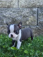 Bridget, a female Boston Terrier for sale in Newville, PA – 3 of 3