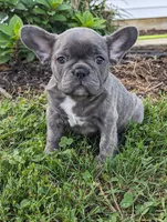 Tracy, a female French Bulldog for sale in Newville, PA – 3 of 3