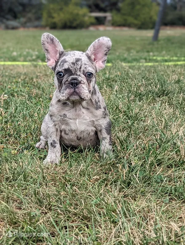 Macy – French Bulldog puppy for sale in Newville, PA