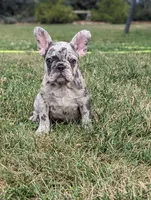 Macy, a female French Bulldog for sale in Newville, PA – 1 of 3