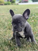 Nutella, a female French Bulldog for sale in Newville, PA – 2 of 3