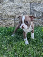 Bonnie, a female Boston Terrier for sale in Newville, PA – 3 of 3