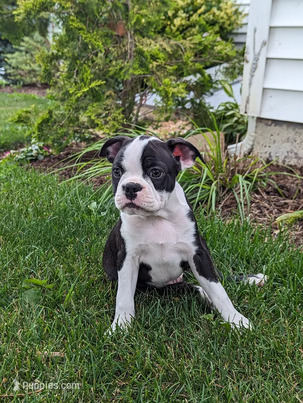 Hunter – Boston Terrier puppy for sale in Newville, PA