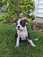 Hunter, a male Boston Terrier for sale in Newville, PA – 1 of 3