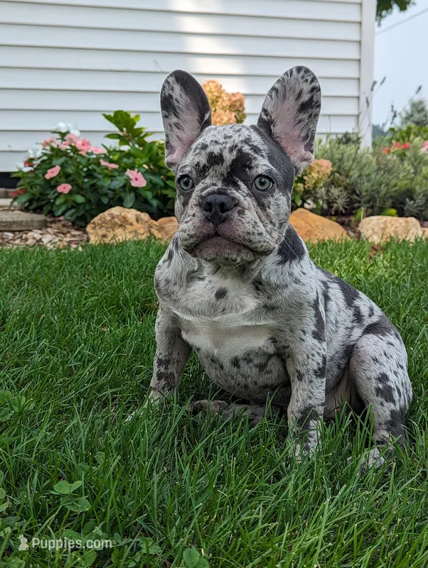 Norma – French Bulldog puppy for sale in Newville, PA