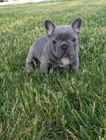 Tyler, a male French Bulldog for sale in Newville, PA – 2 of 3