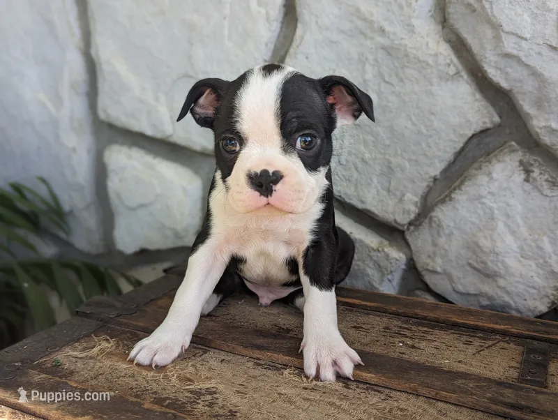 Hunter – Boston Terrier puppy for sale in Newville, PA