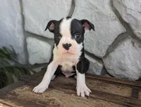 Hunter, a male Boston Terrier for sale in Newville, PA – 1 of 3