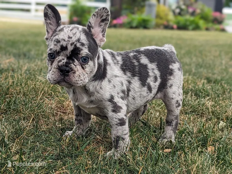 Norma – French Bulldog puppy for sale in Newville, PA